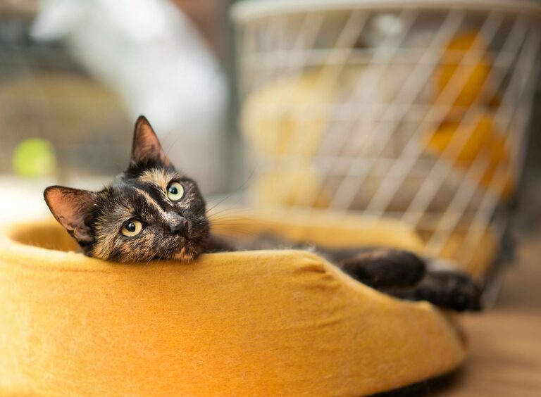 Evcil Dostlar İçin Konforlu ve Güvenli Köşe Nasıl Kurulur?